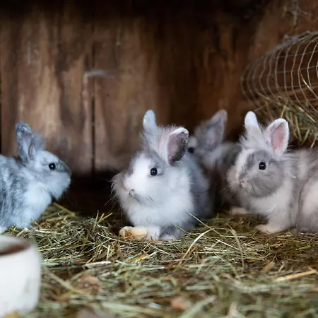 Pansiyon Almliesl Gold-706 Goldegg